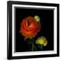 Ranunculus Orange-Magda Indigo-Framed Photographic Print