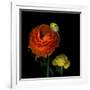 Ranunculus Orange-Magda Indigo-Framed Photographic Print