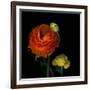 Ranunculus Orange-Magda Indigo-Framed Photographic Print