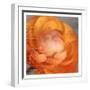 Ranunculus Orange-Kimberly Allen-Framed Art Print