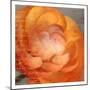Ranunculus Orange-Kimberly Allen-Mounted Art Print