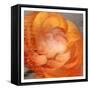 Ranunculus Orange-Kimberly Allen-Framed Stretched Canvas