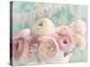 Ranunculus Party-Sarah Gardner-Stretched Canvas