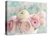 Ranunculus Party-Sarah Gardner-Stretched Canvas