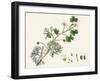 Ranunculus Peltatus Floribundus Common Water-Crowfoot Var. B-null-Framed Giclee Print