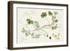 Ranunculus Peltatus Vulgaris Common Water-Crowfoot-null-Framed Giclee Print