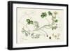 Ranunculus Peltatus Vulgaris Common Water-Crowfoot-null-Framed Giclee Print