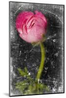 Ranunculus Pink-null-Mounted Art Print