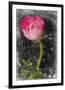 Ranunculus Pink-null-Framed Art Print