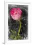 Ranunculus Pink-null-Framed Art Print