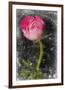 Ranunculus Pink-null-Framed Art Print