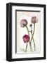 Ranunculus Pink-null-Framed Art Print