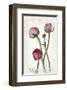 Ranunculus Pink-null-Framed Art Print