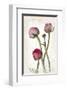 Ranunculus Pink-null-Framed Art Print