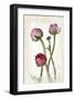 Ranunculus Pink-null-Framed Art Print