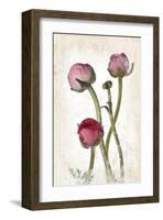 Ranunculus Pink-null-Framed Art Print