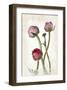 Ranunculus Pink-null-Framed Art Print