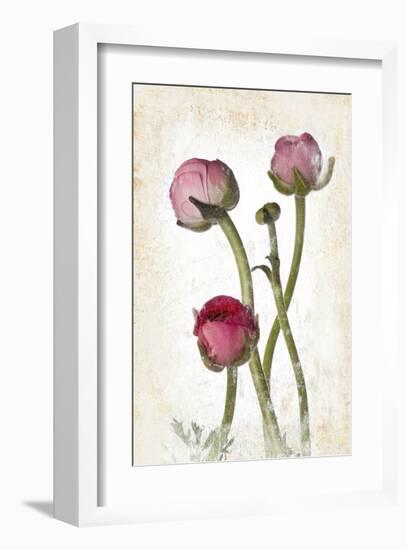 Ranunculus Pink-null-Framed Art Print