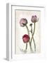 Ranunculus Pink-null-Framed Art Print