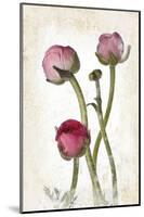 Ranunculus Pink-null-Mounted Art Print