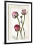 Ranunculus Pink-null-Framed Art Print