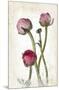 Ranunculus Pink-null-Mounted Art Print