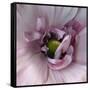 Ranunculus Pink-Magda Indigo-Framed Stretched Canvas