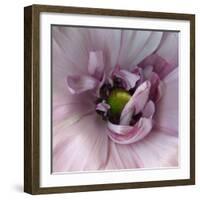 Ranunculus Pink-Magda Indigo-Framed Photographic Print