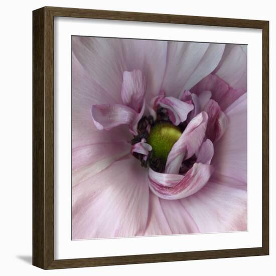 Ranunculus Pink-Magda Indigo-Framed Photographic Print