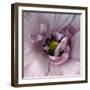 Ranunculus Pink-Magda Indigo-Framed Photographic Print