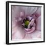 Ranunculus Pink-Magda Indigo-Framed Photographic Print