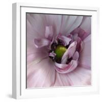 Ranunculus Pink-Magda Indigo-Framed Photographic Print