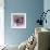 Ranunculus Pink-Magda Indigo-Framed Photographic Print displayed on a wall