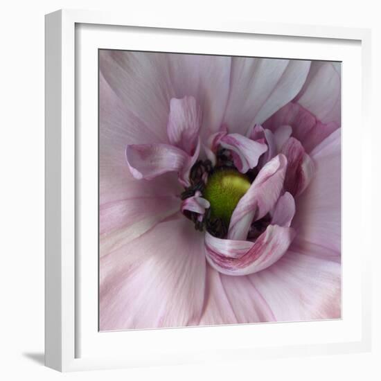 Ranunculus Pink-Magda Indigo-Framed Photographic Print