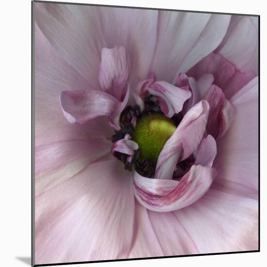 Ranunculus Pink-Magda Indigo-Mounted Photographic Print