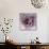 Ranunculus Pink-Magda Indigo-Photographic Print displayed on a wall