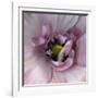 Ranunculus Pink-Magda Indigo-Framed Photographic Print