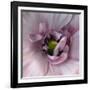 Ranunculus Pink-Magda Indigo-Framed Photographic Print