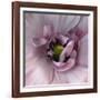 Ranunculus Pink-Magda Indigo-Framed Photographic Print