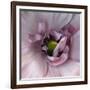 Ranunculus Pink-Magda Indigo-Framed Photographic Print