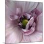 Ranunculus Pink-Magda Indigo-Mounted Photographic Print