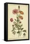 Ranunculus, Pl. CCXVI-Phillip Miller-Framed Stretched Canvas