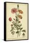 Ranunculus, Pl. CCXVI-Phillip Miller-Framed Stretched Canvas