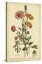 Ranunculus, Pl. CCXVI-Phillip Miller-Stretched Canvas