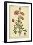 Ranunculus, Pl. CCXVI-Phillip Miller-Framed Art Print