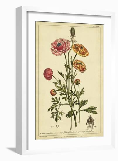 Ranunculus, Pl. CCXVI-Phillip Miller-Framed Art Print