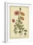 Ranunculus, Pl. CCXVI-Phillip Miller-Framed Art Print