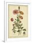 Ranunculus, Pl. CCXVI-Phillip Miller-Framed Art Print
