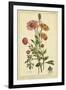 Ranunculus, Pl. CCXVI-Phillip Miller-Framed Art Print