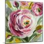 Ranunculus Rosa I-Lanie Loreth-Mounted Premium Giclee Print